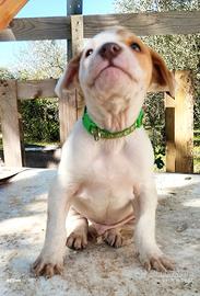 Cuccioli simil Pitbull