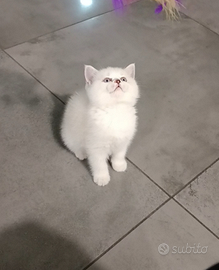 Scottish straight gattina