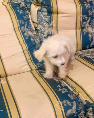 Maltipoo