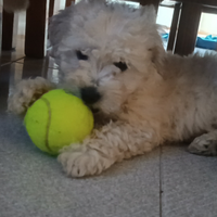 Cucciolo di barboncino piccola taglia