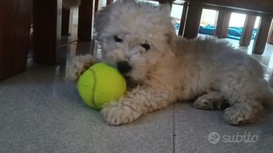 Cucciolo di barboncino piccola taglia