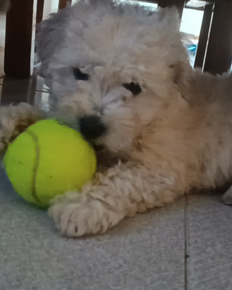 Cucciolo di barboncino piccola taglia
