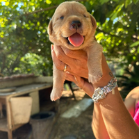 Ultima femminuccia di labrador di quasi 2 mesi mie