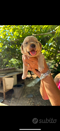 Ultima femminuccia di labrador di quasi 2 mesi mie
