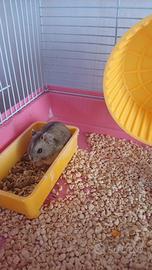 Criceto maschio