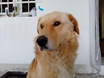 Itan , cucciolone mix Golden Retriever ADOZIONE