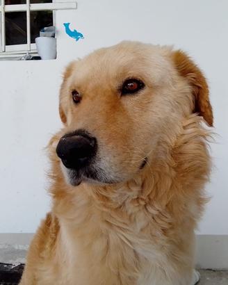 Itan , cucciolone mix Golden Retriever ADOZIONE