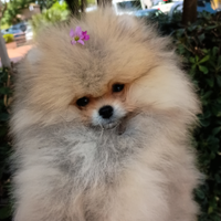 Esemplare unico spitz tedesco/ pomerania toy nano