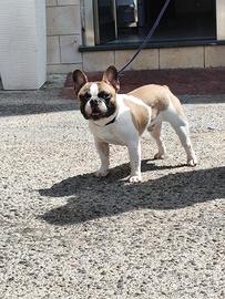 Cucciolo bulldog francese