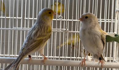 6 Canarini Agata Opale Giallo Mosaico. Coppie che