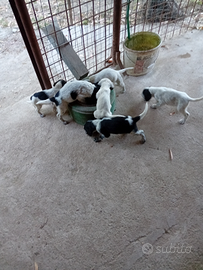 Cuccioli setter inglesi