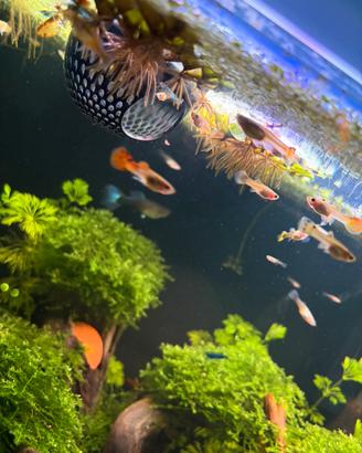 Regal0 guppy