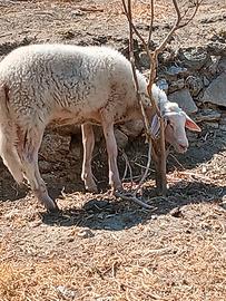 agnella femmina