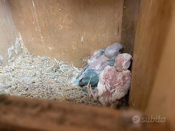 Pappagalli inseparabili da imbecco