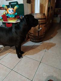 Cucioli di cane corso