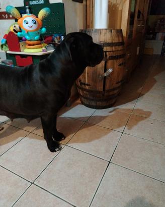 Cucioli di cane corso
