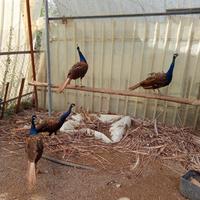 Pavoni maschi di 4 anni