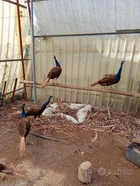 Pavoni maschi di 4 anni