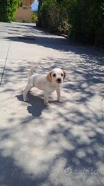 Cuccioli di beagle
