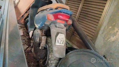 scoter