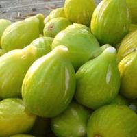 Piante di fico in vaso (resistenti)