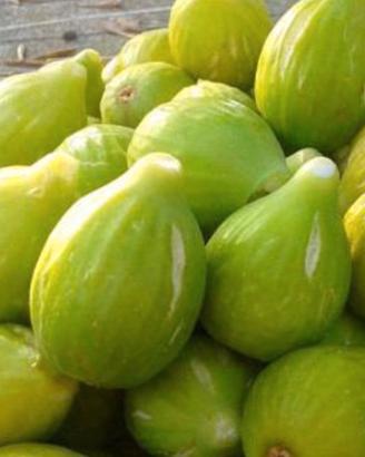 Piante di fico in vaso (resistenti)