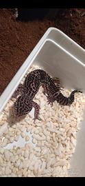 Geco leopardino bn