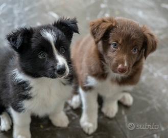 Cuccioli di border collie