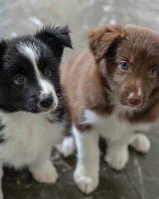 Cuccioli di border collie