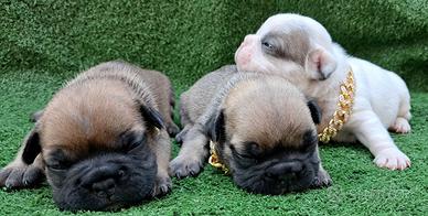 Bellissime bulldog francesi