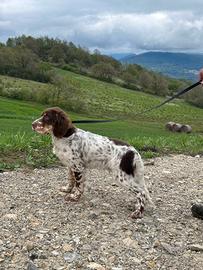 Setter inglese