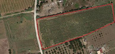Terreno agricolo con vigneto