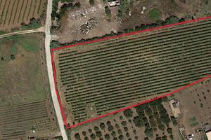 Terreno agricolo con vigneto
