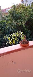 bonsai di bouganville 