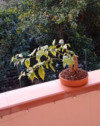 bonsai di bouganville 