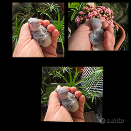 Roseicollis inseparabili variopinti da imbecco