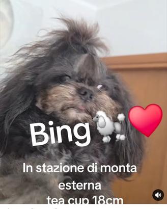 Barboncini minitoy