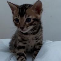 Bengala