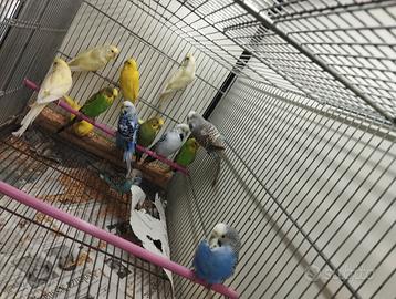 Pappagallini cocorite