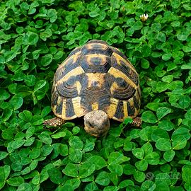 Testudo Hermanni Boettgeri Femmina 2021