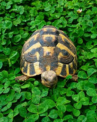 Testudo Hermanni Boettgeri Femmina 2021