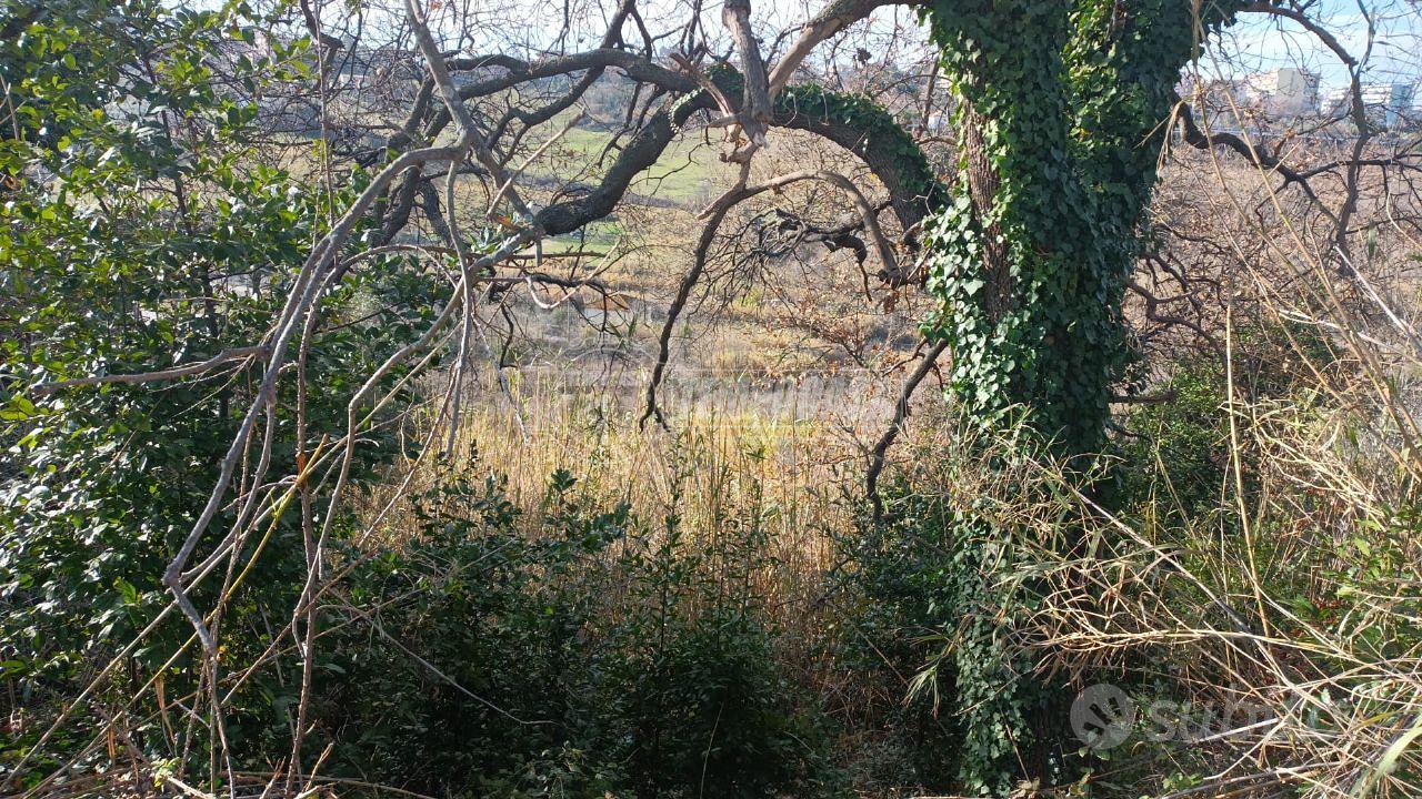 TERRENO AGRICOLO - Vista 5