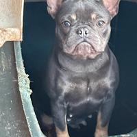 Bulldog francese