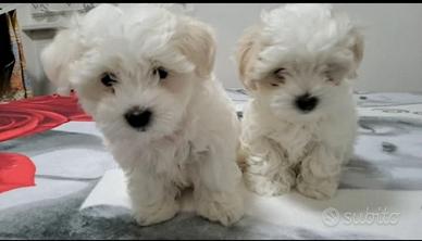 Cani maltesi