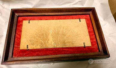 Trio di quadri con fossili vari