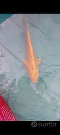 Carpa koi