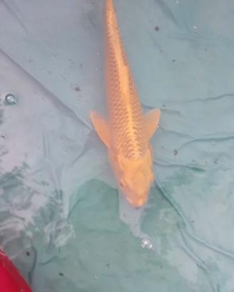 Carpa koi