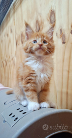 Cuccioli Maine Coon con Pedigree