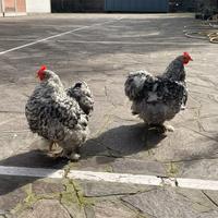 Ultimi soggetti cocincina nana