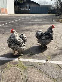 Ultimi soggetti cocincina nana